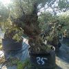 olivier europea