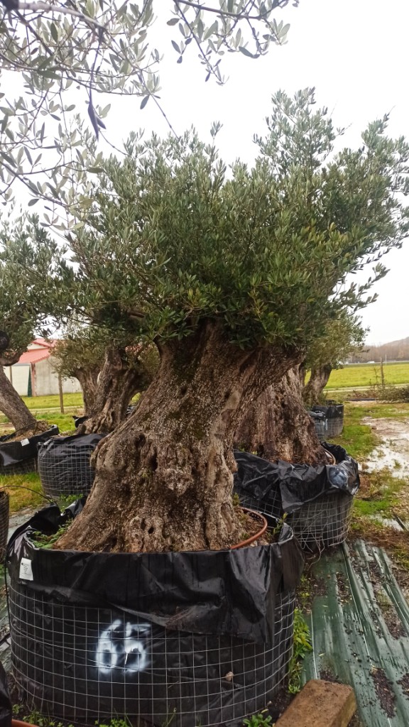 olivier europea