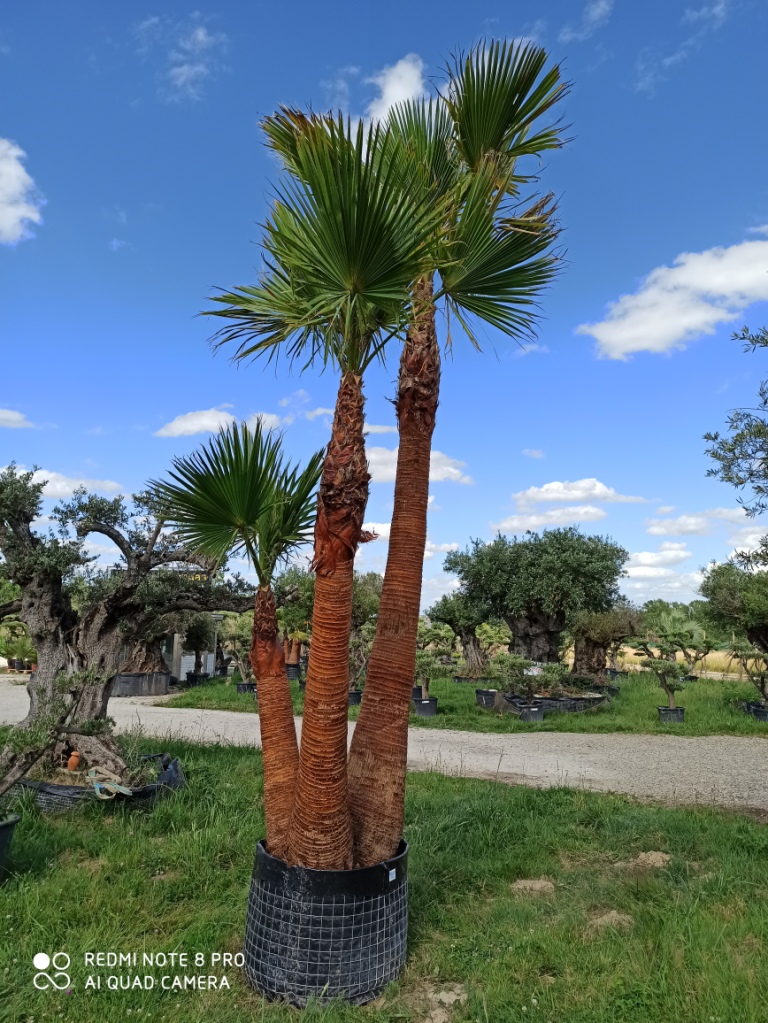 palmier wasghintonia nettoyé triple