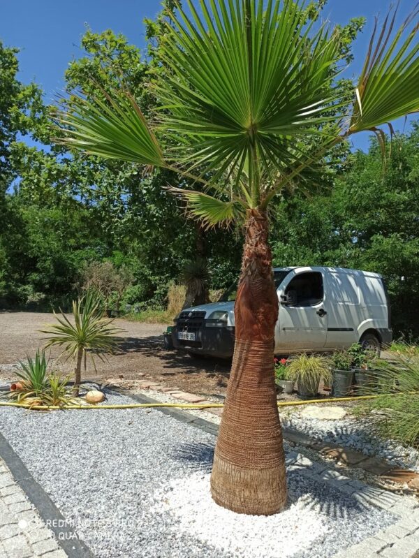 vente palmier washingtonia
