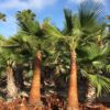 palmier washingtonia nettoyer