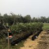 plant olivier europea arbaquino