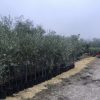 plant olivier europea hojiblanco