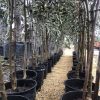 plant olivier europea hojiblanco