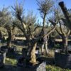 olivier ornement