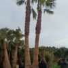 palmier double