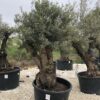 olivier forme champignon