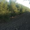 plantation intensive oliviers